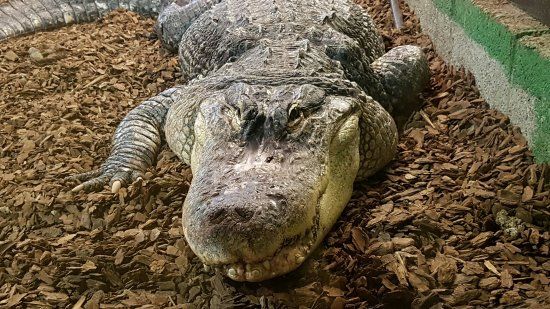 Crocodiles of the World